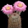 Echinocereus_adustus